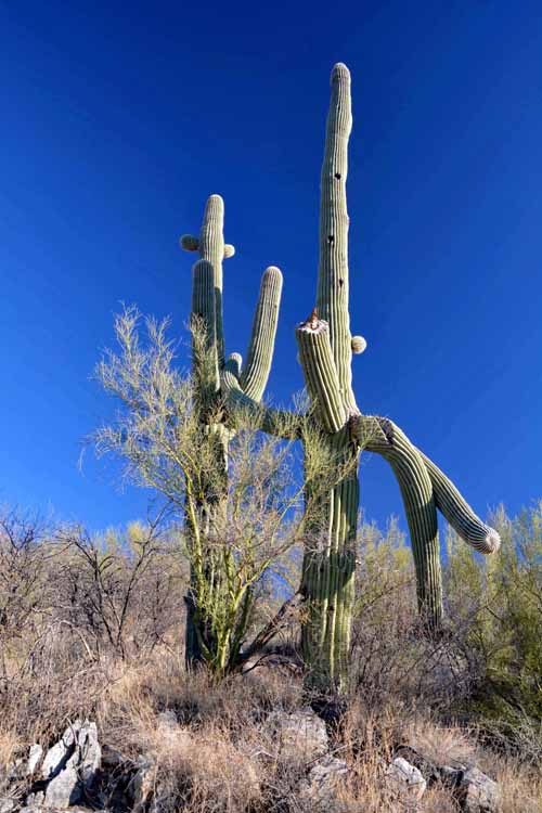 saguaro